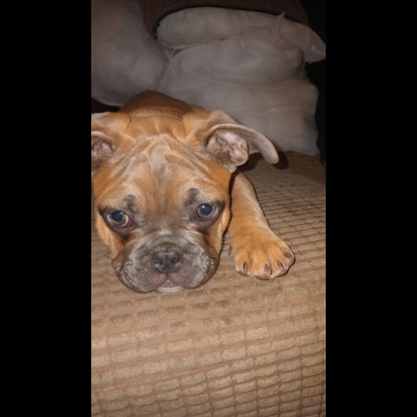 French Bulldog - Dogs