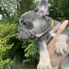 French Bulldog - Both