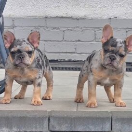 French Bulldog - Both