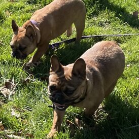 French Bulldog - Both