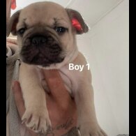 French Bulldog - Both