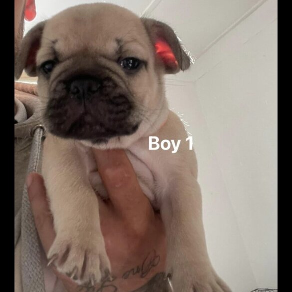 French Bulldog - Both