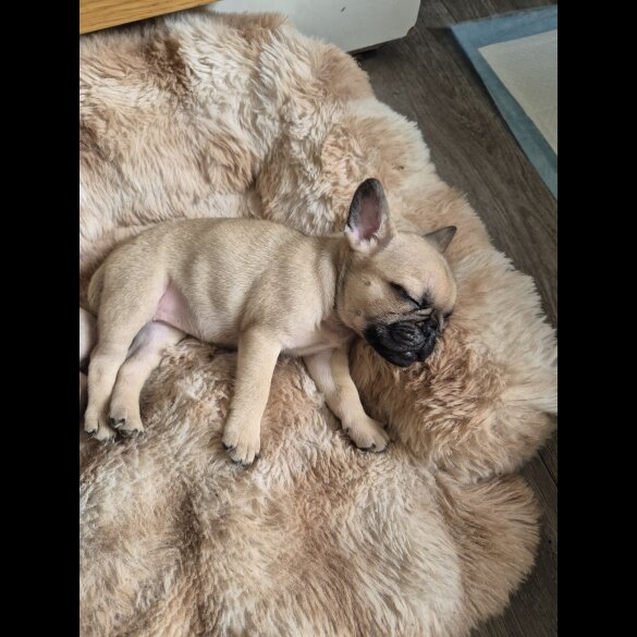 Frug - Both