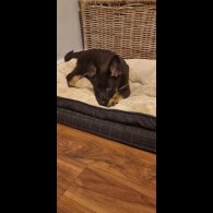 German Shepherd (Alsatian) - Dogs