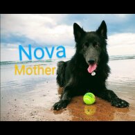 German Shepherd (Alsatian) - Both