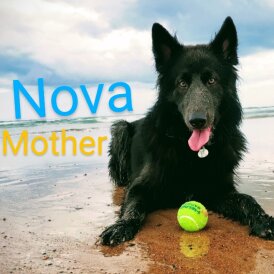 German Shepherd (Alsatian) - Both