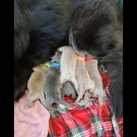 German Shepherd (Alsatian) - Both