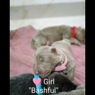 German Shepherd (Alsatian) - Both