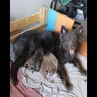 German Shepherd (Alsatian) - Both