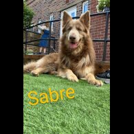 German Shepherd (Alsatian) - Both
