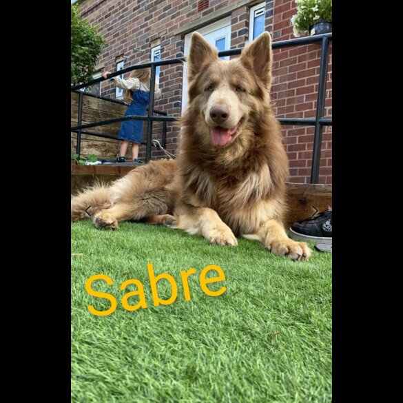German Shepherd (Alsatian) - Both
