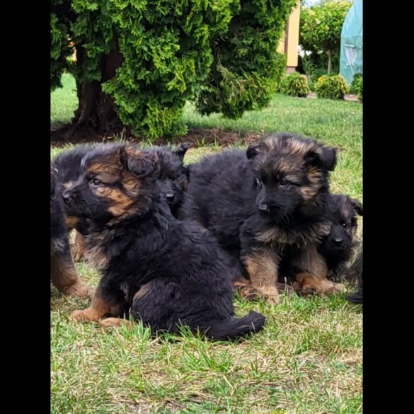 German Shepherd (Alsatian) - Both