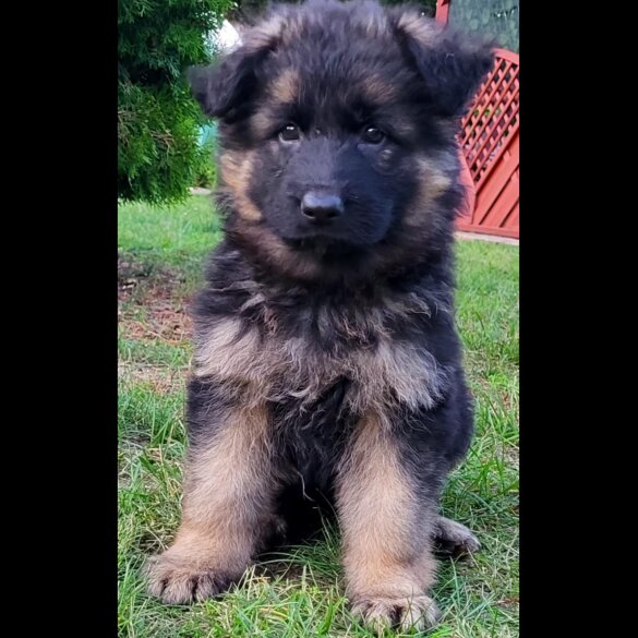 German Shepherd (Alsatian) - Both