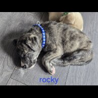 German Shepherd (Alsatian) - Both