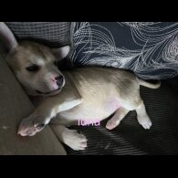 German Shepherd (Alsatian) - Both