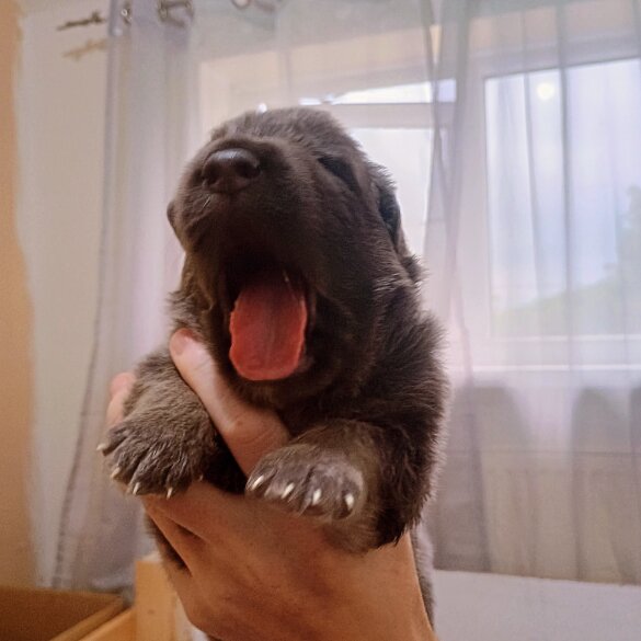 German Shepherd (Alsatian) - Both