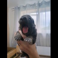German Shepherd (Alsatian) - Both