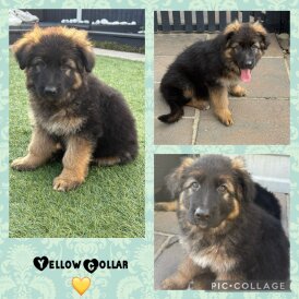 German Shepherd (Alsatian) - Both