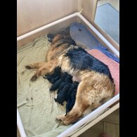 German Shepherd (Alsatian) - Bitches