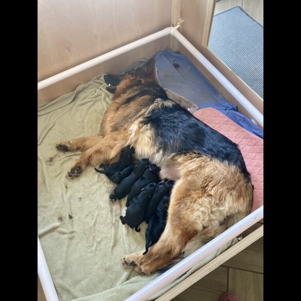 German Shepherd (Alsatian) - Bitches