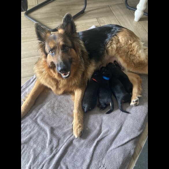 German Shepherd (Alsatian) - Bitches