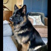 German Shepherd (Alsatian) - Bitches