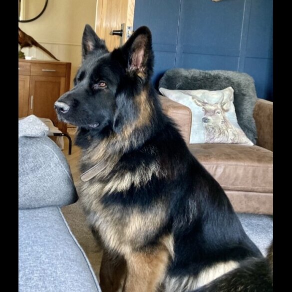 German Shepherd (Alsatian) - Bitches