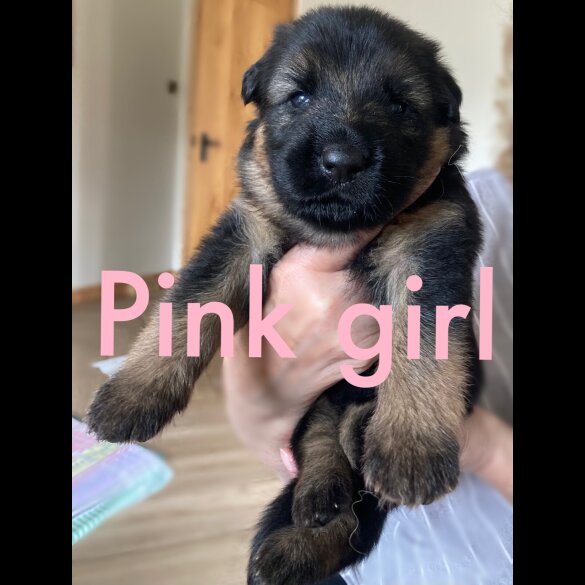 German Shepherd (Alsatian) - Bitches