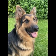 German Shepherd (Alsatian) - Bitches