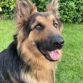 German Shepherd (Alsatian) - Bitches