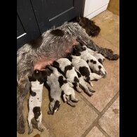 German Pointer - Both