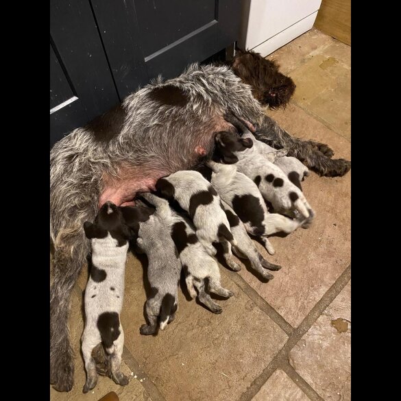 German Pointer - Both