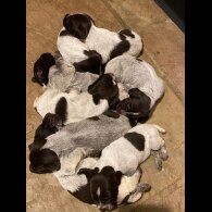 German Pointer - Both