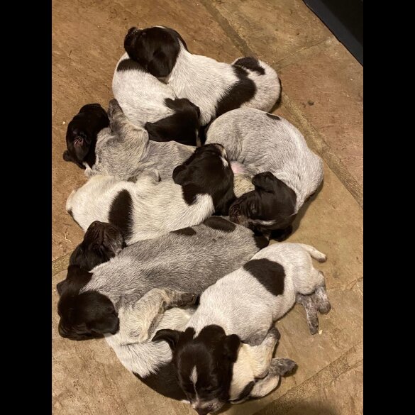 German Pointer - Both