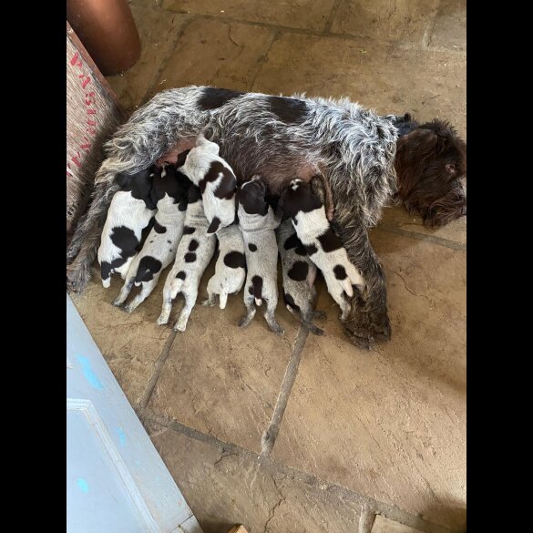 German Pointer - Both