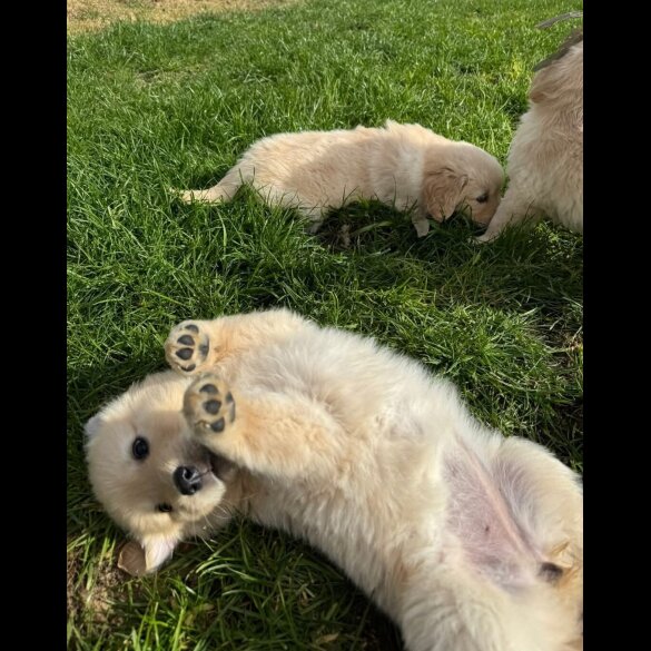 Golden Retriever - Both