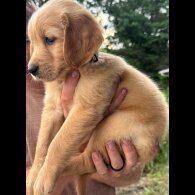 Golden Retriever - Both