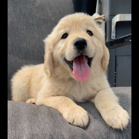 Golden Retriever - Both