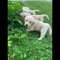 Golden Retriever - Both