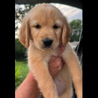 Golden Retriever - Both