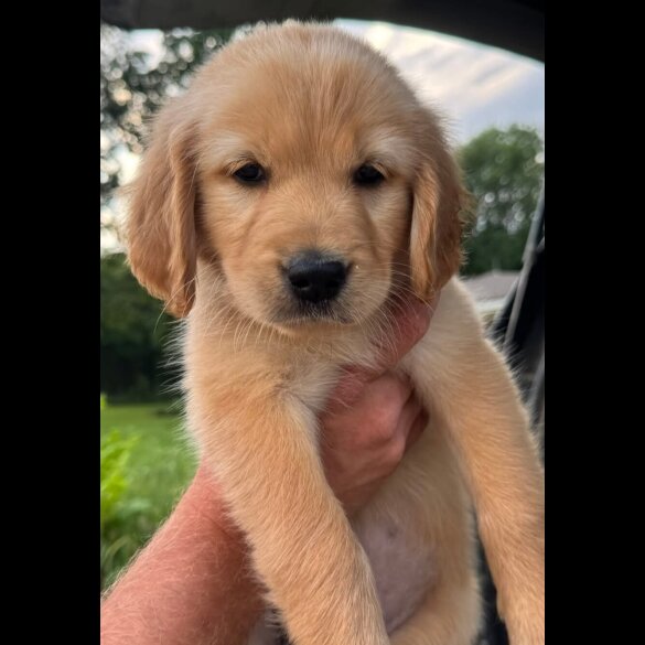 Golden Retriever - Both