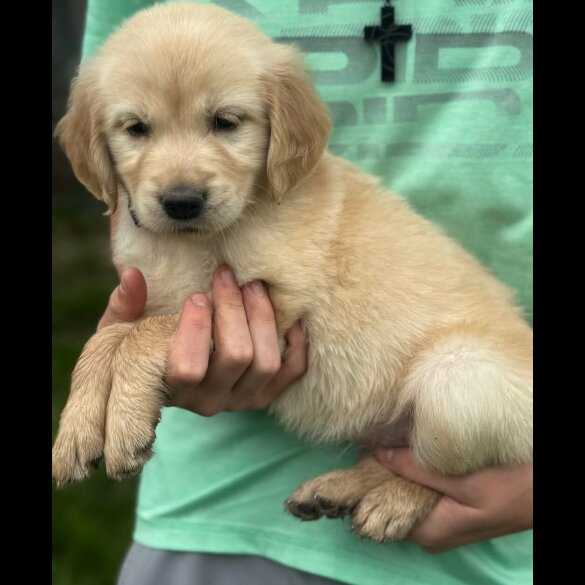 Golden Retriever - Both