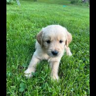 Golden Retriever - Both