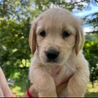 Golden Retriever - Both