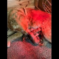 Golden Retriever - Both