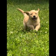 Golden Retriever - Both