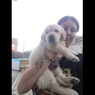 Golden Retriever - Both