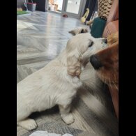 Golden Retriever - Both