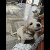 Golden Retriever - Both