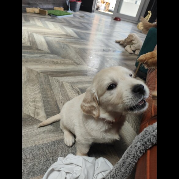 Golden Retriever - Both